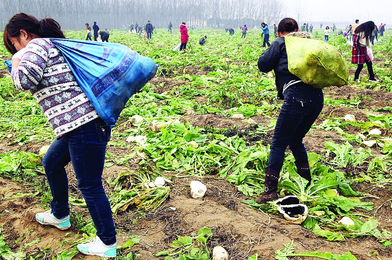 农民人口_人口普查图片(3)