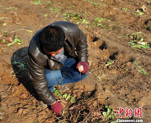 菜农赠送萝卜遭抢光+今后将免费赠学校(组图)