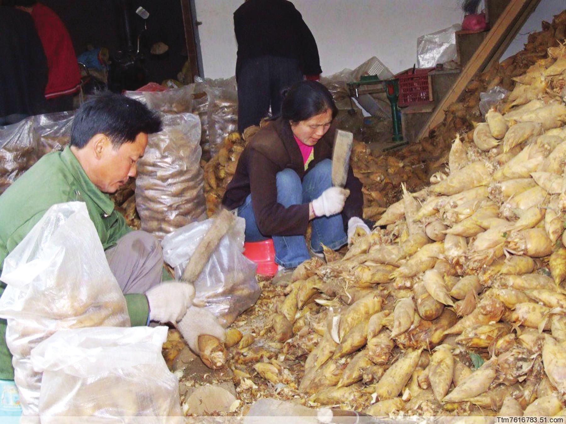 外来客户在绥宁县城设点收购冬笋的场景(图)-搜狐滚动