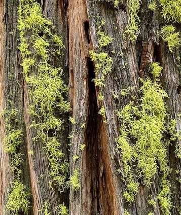 揭秘"植物中的钻石" 沉香价格是黄金三倍(组图)