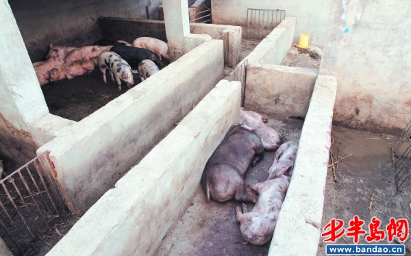 在收售窝点的猪圈里,不少猪趴在地上站不起来.