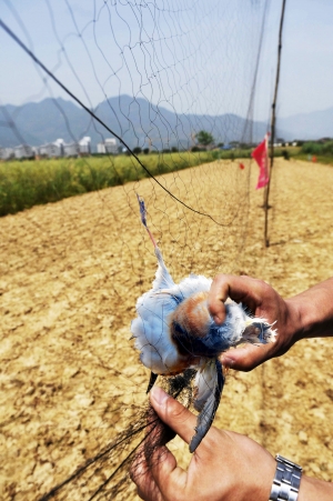 张网捕鸟真不该(图)