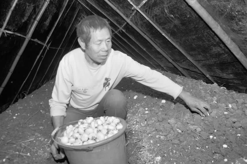 新邵县陈家坊镇塘垅村村民正在采摘蘑菇(图)