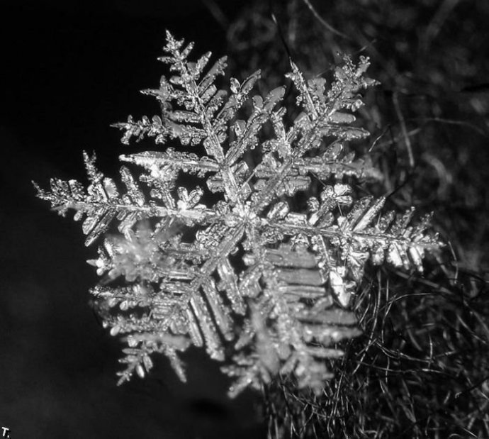 每个雪花都是大自然的杰作(组图)