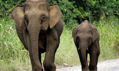 婆罗洲特有的侏儒象已濒临灭绝