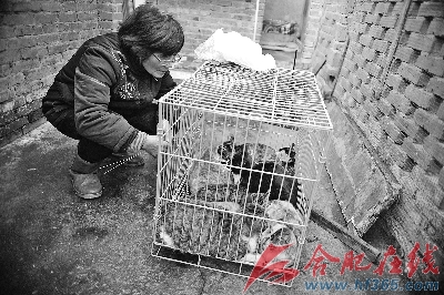 12月9日凌晨,十七只贪吃的小猫落入捕猫人设下的专业陷阱,然后被装