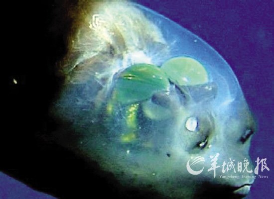 盘点奇特美丽的透明生物:裸海蝶如冰层幽灵(组