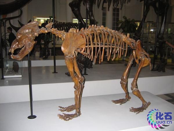 ScienceDaily (2008年12月7日)科学家们报告,巨大的穴居熊Ursus spelaeus,曾经生活在从西班牙到乌拉尔的相当一大片的欧洲地域,绝灭于两万七千八百年前,比以前认为的时间要早大约一万三千年。恰逢一个重大气候变化的时期,称为末次冰期,非常低的温度导致穴居熊食物主要组成的植被的减少和丧失。 刊登在《Boreas》的一份研究报告,研究人员认为正是这种粮食供应的恶化,导致穴居熊的灭绝,其中一群巨型动物包括毛茸茸的猛犸象,犀牛,鹿,洞穴狮子消失在最近的一次冰期。他们没有发现令人