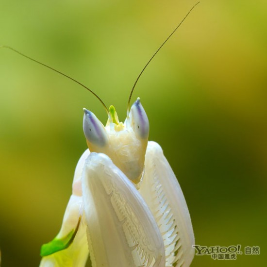 花卉螳螂(组图)