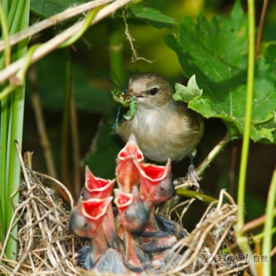 实拍:鸟妈喂养幼鸟;   这只庭园林莺妈妈有5只饥肠辘辘的幼鸟需要照顾