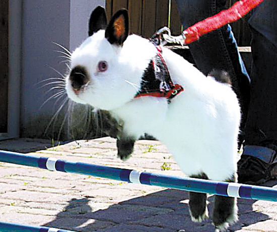 欧洲人爱玩兔子障碍赛 跳远纪录可达3米(组图