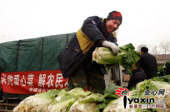 18吨爱心白菜从新疆昌吉采购回乌鲁木齐(组图