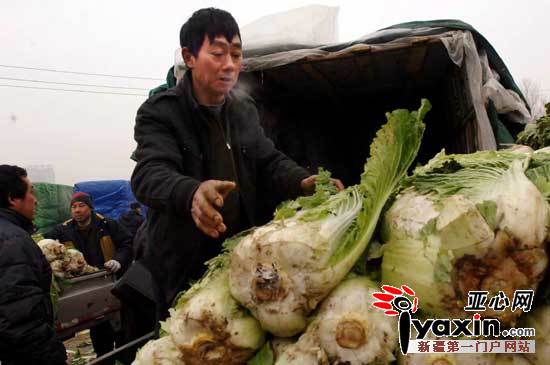 18吨爱心白菜从新疆昌吉采购回乌鲁木齐(组图