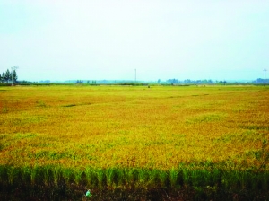 的绿色富硒米生产示范基地的稻谷。王新丽提
