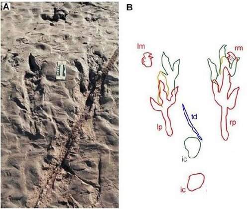 新遗迹化石表明恐龙休息方式与姿势接近鸟类-搜狐滚动