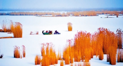 寧夏沙湖景區油畫般的南國風光，金色的蘆葦與白雪相映成趣