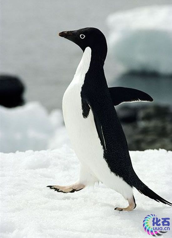气候变化导致企鹅为吃食物长途远游40公里(组
