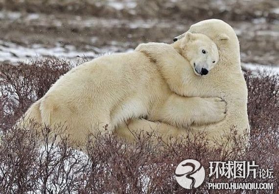 北极熊宝宝撒娇瞬间(组图)