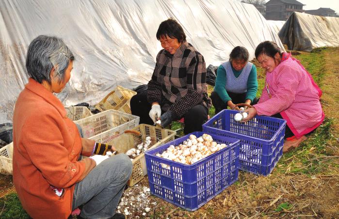新邵县陈家坊镇塘垅村的村民在蘑菇大棚地里切