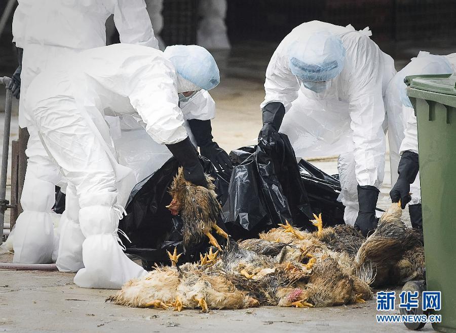 香港扑杀1.7万多只家禽 禽流感死鸡尚未确定来