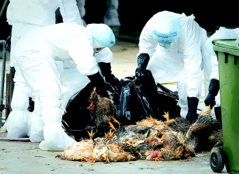 香港捕杀1.7万多只家禽禽流感死鸡尚未确定来
