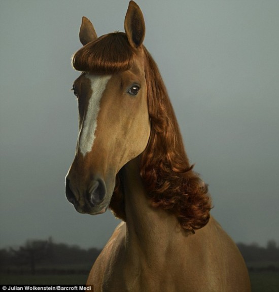 知名设计师给马做头发造型(组图)