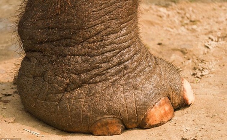 世界上第一份详细的大象解剖记录起初写道,大象有6个脚趾,但后来又改