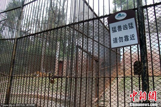 12月27日，安徽蕪湖，動物園里原來關(guān)逃脫老虎的籠舍。CFP視覺中國