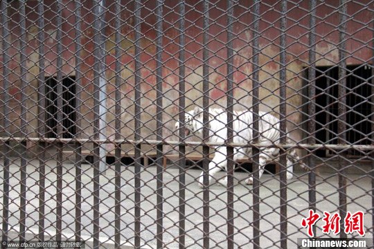 12月27日，安徽芜湖，动物园里原来关逃脱老虎的笼舍。CFP视觉中国