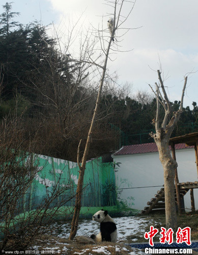 12月26日，山东烟台，大熊猫“清风”蹲在树下眺望树上的小猫。CFP视觉中国