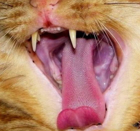 见识一下猫咪"锋利"的舌头!(组图)
