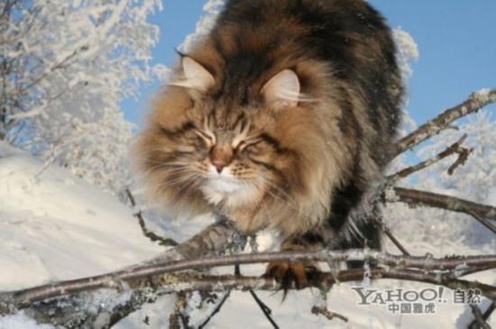雪地中的西伯利亚猫(组图)