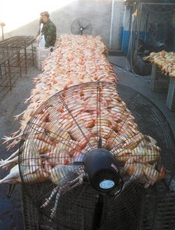 屠宰场电风扇下肉鸡吹风变柴鸡