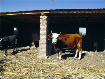 查干巴拉:"温室"养牛 让日子有了盼头