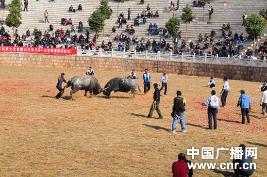 昆明石林月月牛王争霸赛元旦正式拉开帷幕(组图)