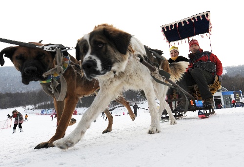 图文:[冬运会]北大壶雪场备战忙 雪场狗拉雪橇-