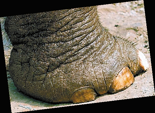 人们一直很好奇大象厚重的掌上长着几个脚趾?
