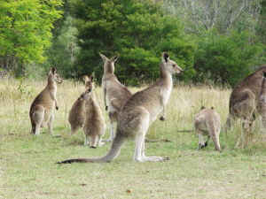 澳洲概况澳大利亚自然人文景观_澳洲房产网|专