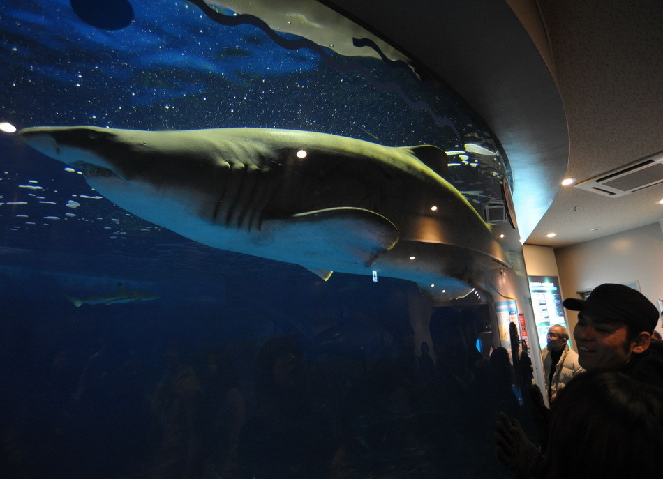 水族人口_这里被来过的人称为 上帝的水族箱(2)