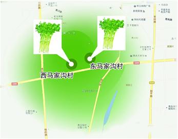 千亩芹菜地扩大成了9万多亩还有菜农抱怨没沾"马家沟"