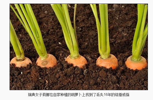 而她去年10月时竟然在自家花园里种植的胡萝卜上发现了这枚戒指,真是