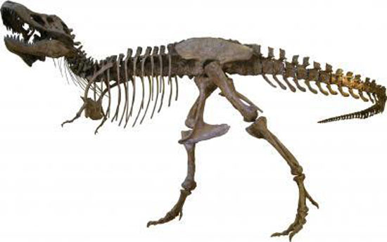 图:美国蒙大拿州发现的霸王龙(tyrannosaurus rex)化石