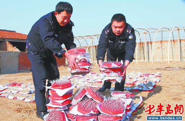 65岁老太猪舍里造"土鞭" 干了不到一周被查获(图)