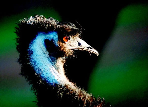 美国古生物学家计划利用鸟类DNA完整复活恐