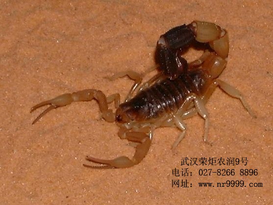 武汉荣炬农润九号:蝎子蜈蚣养殖形成产业化(图