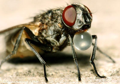 昆虫专家:苍蝇蛆能治病