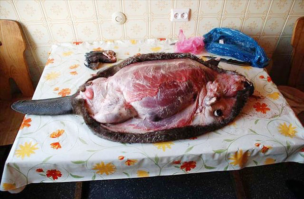 茹毛饮血的俄罗斯人 血腥的海狸火锅生吃驯鹿