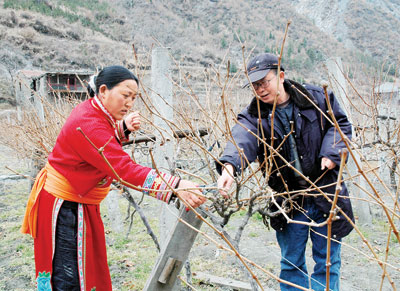 雅都乡赤不寨村村民正在修剪葡萄树(图)