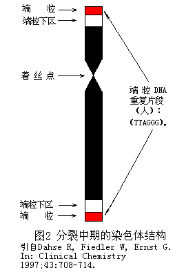 研究称鸟类给出"端粒长活得久"最佳证据(图)