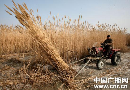 采用机械收割芦苇